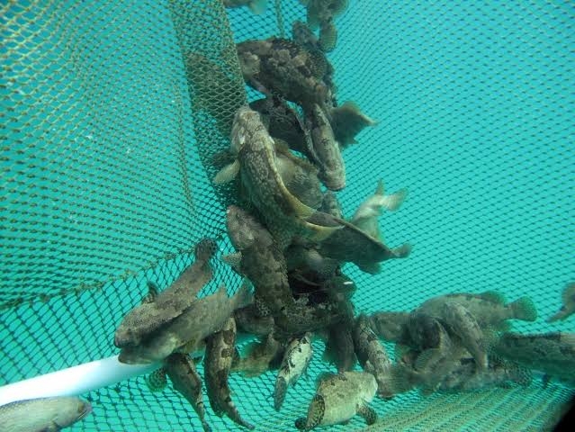 Penuhi Pasar, PT. Ednovation International Targetkan 1000 Kolam Budidaya Ikan Kerapu