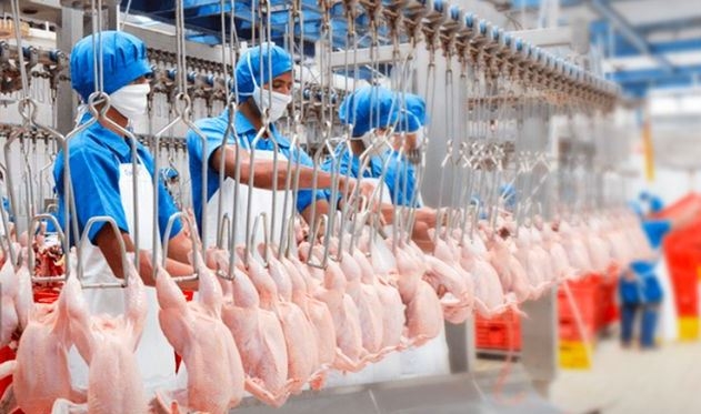 Pertama di Indonesia, Rumah Potong Ayam Ini Luncurkan Halal Blockchain