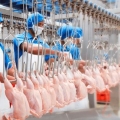 Pertama di Indonesia, Rumah Potong Ayam Ini Luncurkan Halal Blockchain