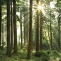CGTN: Dari Lahan Tandus Disulap Menjadi Hutan Buatan Terluas di Dunia!