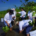 Tanam Mangrove di Pantai Pokko, Pelindo Jasa Maritim Gandeng Sejumlah Komunitas