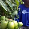 1 Juta Petani untuk Masa Depan Pertanian Indonesia yang Lebih Baik
