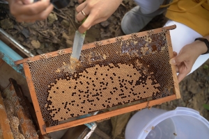 Manfaat Kegiatan Bee Farm Tour Guna Edukasi Keaslian Madu Pada Masyarakat