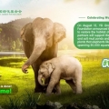Peringati Hari Gajah Sedunia: Yili Bertekad Lestarikan Gajah-Gajah Liar