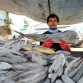 KKP Hadirkan Kampung Ikan Dewa di Sumedang