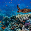KKP Dukung Warga Selayar Kembangkan Wisata Harta Karun Bawah Laut