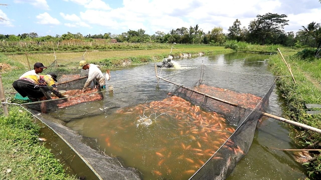 Electrifying Agriculture PLN Naikkan Produktivitas Budidaya Ikan Nila di Kalasan