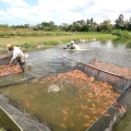Electrifying Agriculture PLN Naikkan Produktivitas Budidaya Ikan Nila di Kalasan