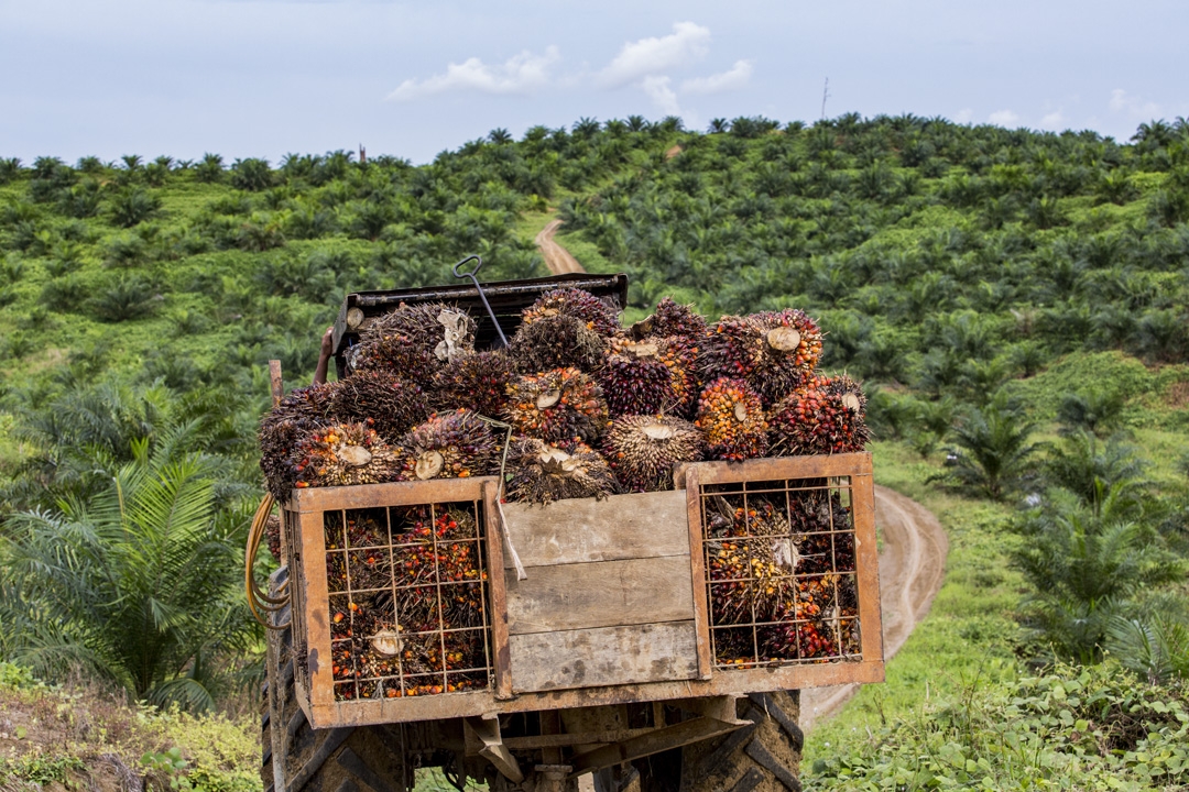 Atasi Deforestasi di Luar Area Konsesi, Nestle Gandeng AAK & Musim Mas