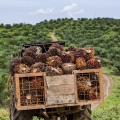 Atasi Deforestasi di Luar Area Konsesi, Nestle Gandeng AAK & Musim Mas