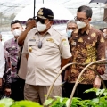 50 Tahun di Indonesia, Nestle Perkuat Kemitraan untuk Perkebunan Kopi Berkelanjutan