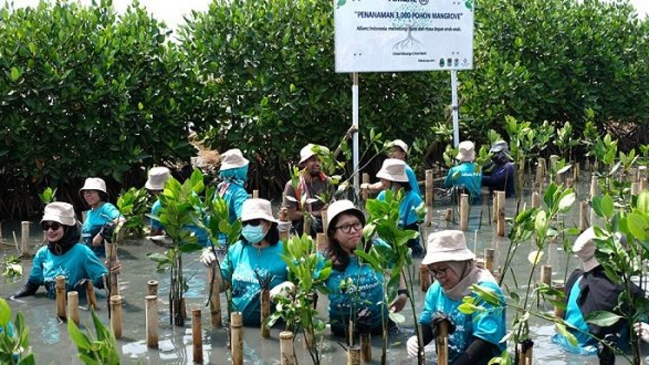 Sambut Hari Menanam Pohon Indonesia, Allianz Indonesia Konsisten Lanjutkan Program Menanam 3.000 Pohon Mangrove