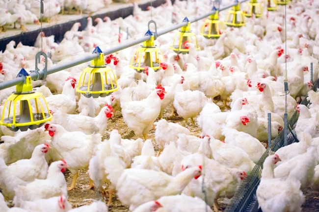Perdana, JAPFA Ekspor 23.000 Ayam Hidup ke Singapura