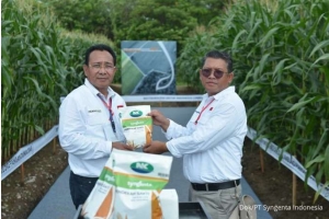 Pertama Diluncurkan di Indonesia, Benih Jagung Bioteknologi dengan Keunggulan Ganda