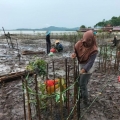 Gandeng Pemdes, PT Timah Tanam 2.500 Mangrove di Kepri