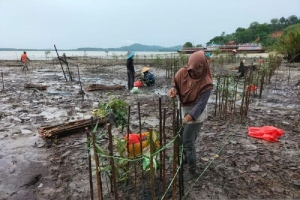 Gandeng Pemdes, PT Timah Tanam 2.500 Mangrove di Kepri