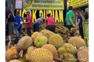 Wangi Cuan Ucok Durian Berkat Durian Sumatra